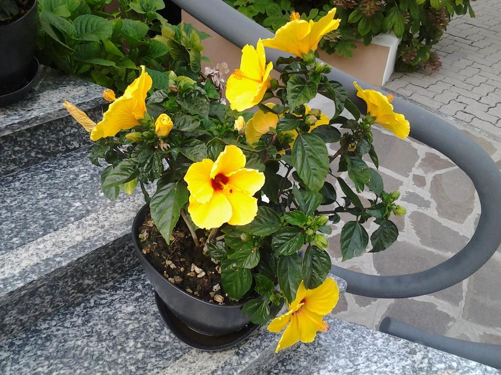 Hotel Escorial Cervia Eksteriør bilde